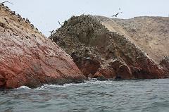 1184-Isole Ballestas,19 luglio 2013